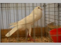 Kleintierschau in Ebenfurth, 26.10.2013