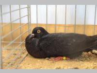 Kleintierschau in Ebenfurth, 26.10.2013