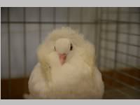 Kleintierschau in Ebenfurth, 26.10.2013