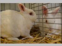 Kleintierschau in Ebenfurth, 26.10.2013