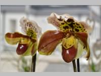 Er�ffnung Blumenzeiten von Eva Stanek, 01.03.2013