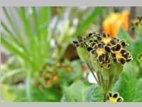 Er�ffnung Blumenzeiten von Eva Stanek, 01.03.2013