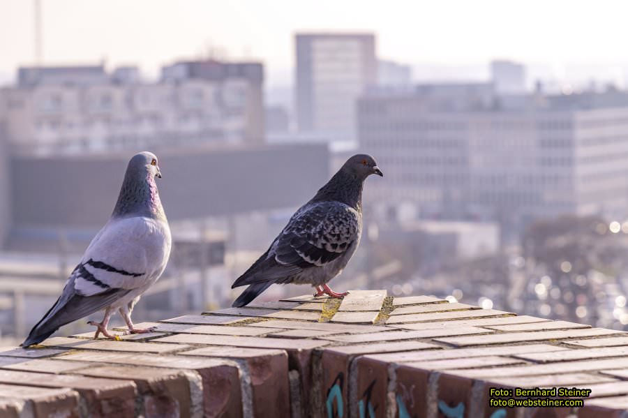 Brno - Brünn, Februar 2023