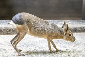 Projekt: Tierwelt Herberstein in der Steiermark, Juni 2024