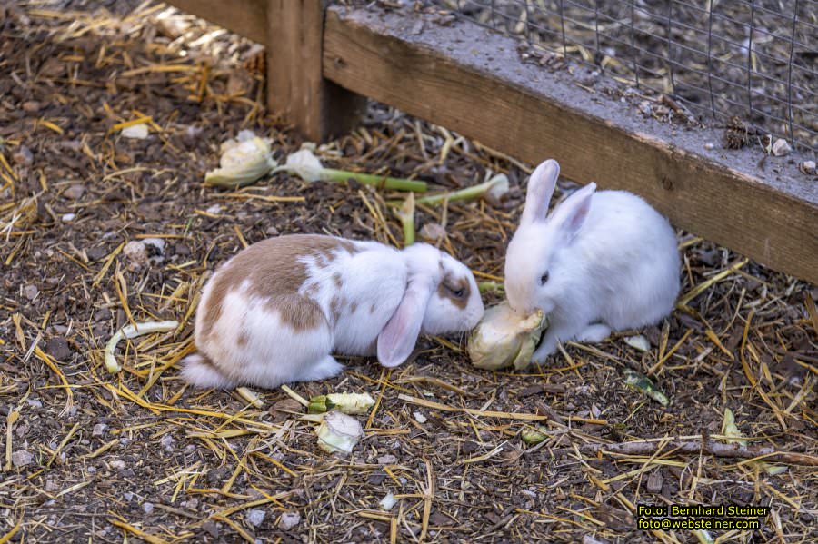 Hohe Wand Naturpark, Gutensteiner Alpen, September 2023