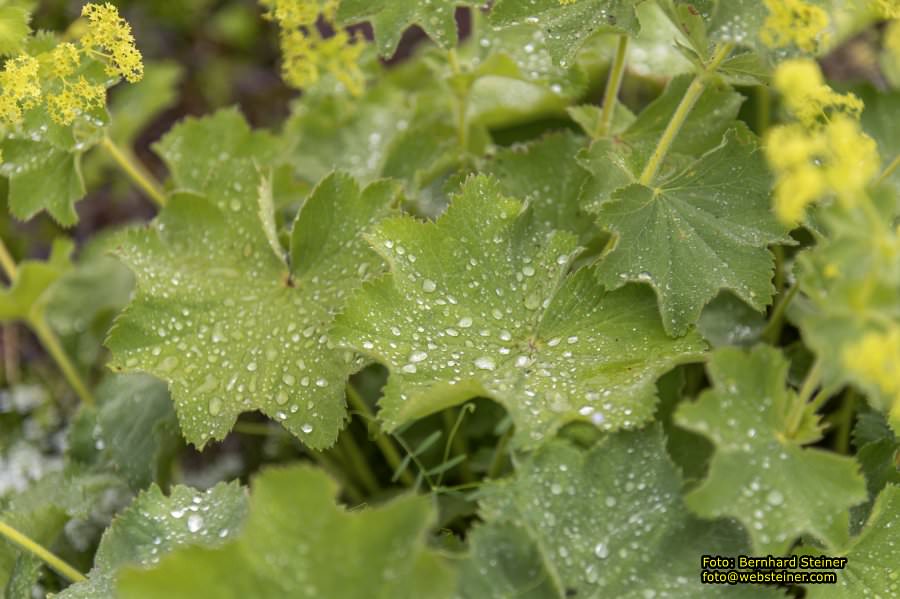 Kittenberger Erlebnisgärten, Juni 2023