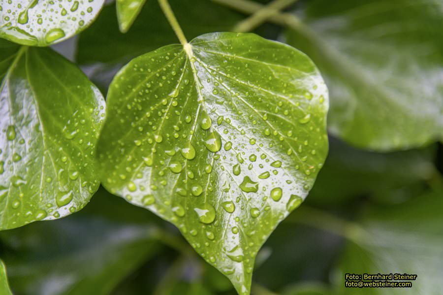 Kittenberger Erlebnisgärten, Juni 2023