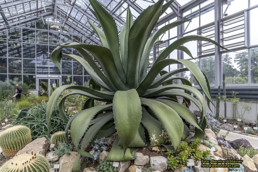 Gruson-Gew�chsh�user Magdeburg, September 2024