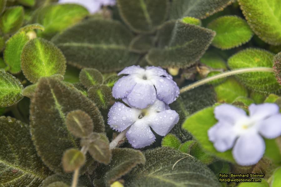 Gruson-Gew�chsh�user Magdeburg, September 2024