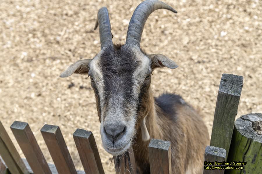 Naturpark Geras, Juli 2023