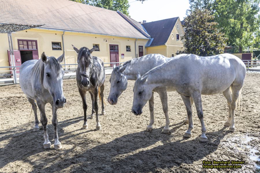 Lipizzanergest�t Piber bei K�flach, September 2023