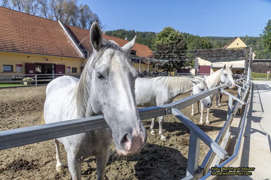 Lipizzanergest�t Piber bei K�flach, September 2023