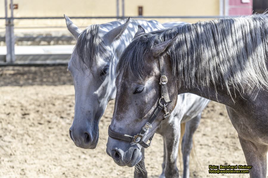 Lipizzanergest�t Piber bei K�flach, September 2023