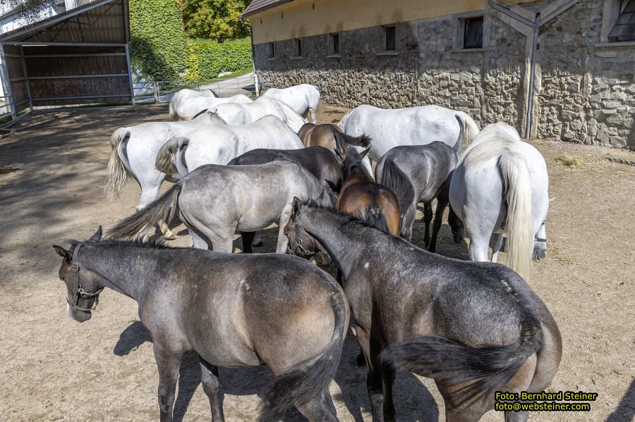 Lipizzanergest�t Piber bei K�flach, September 2023