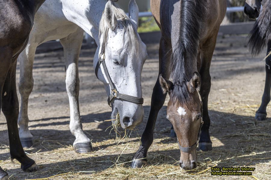 Lipizzanergest�t Piber bei K�flach, September 2023