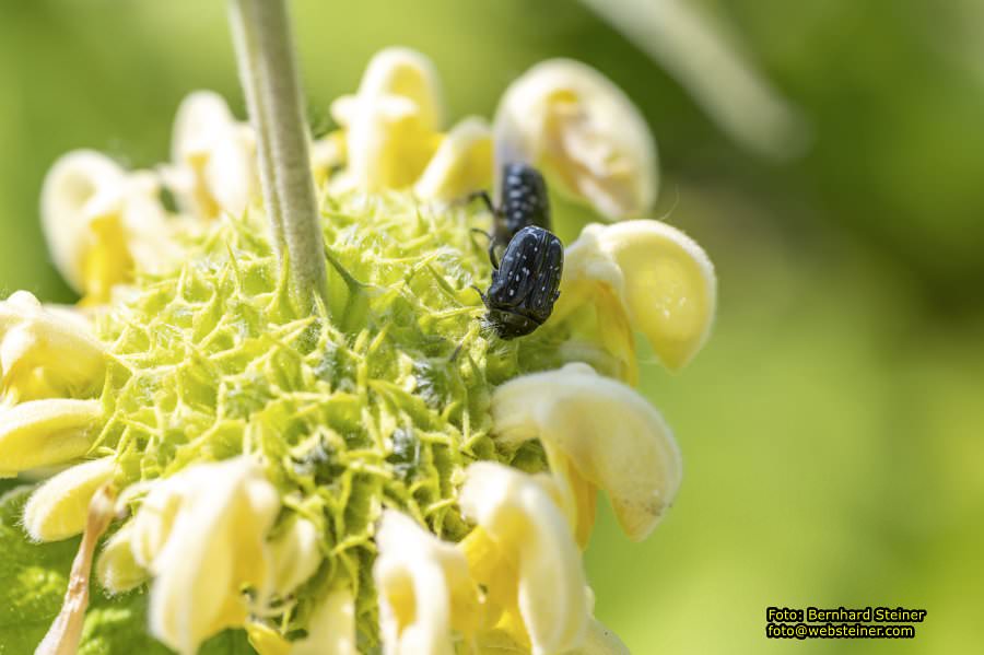 Tulln an der Donau, Juni 2023