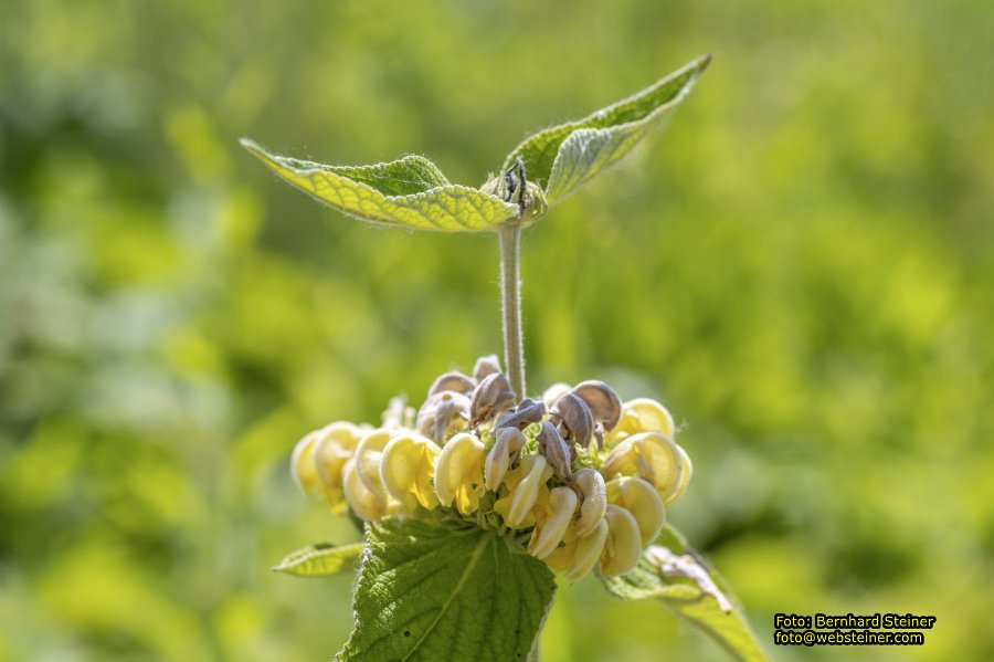 Tulln an der Donau, Juni 2023