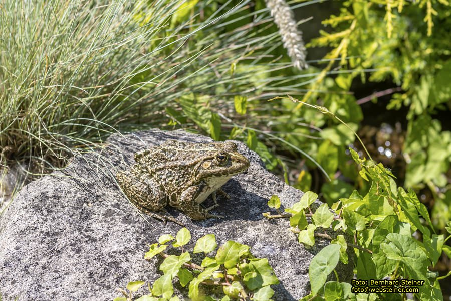 Tulln an der Donau, Juni 2023