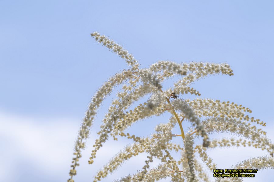 Tulln an der Donau, Juni 2023