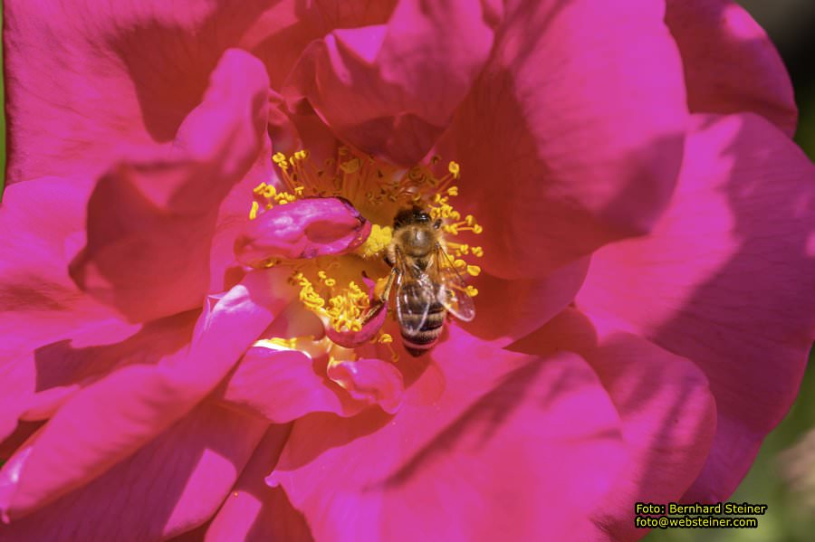 Tulln an der Donau, Juni 2023