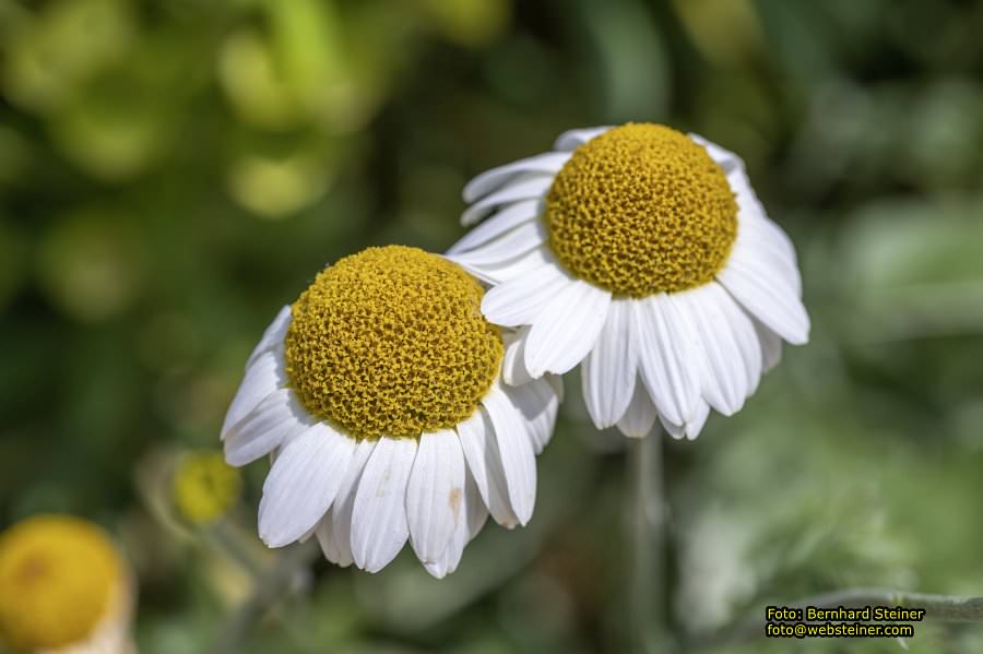 Tulln an der Donau, Juni 2023