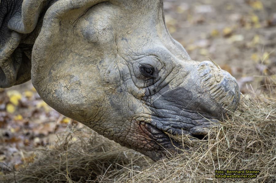 Zoo Vienna - Tiergarten Sch�nbrunn, Oktober 2022