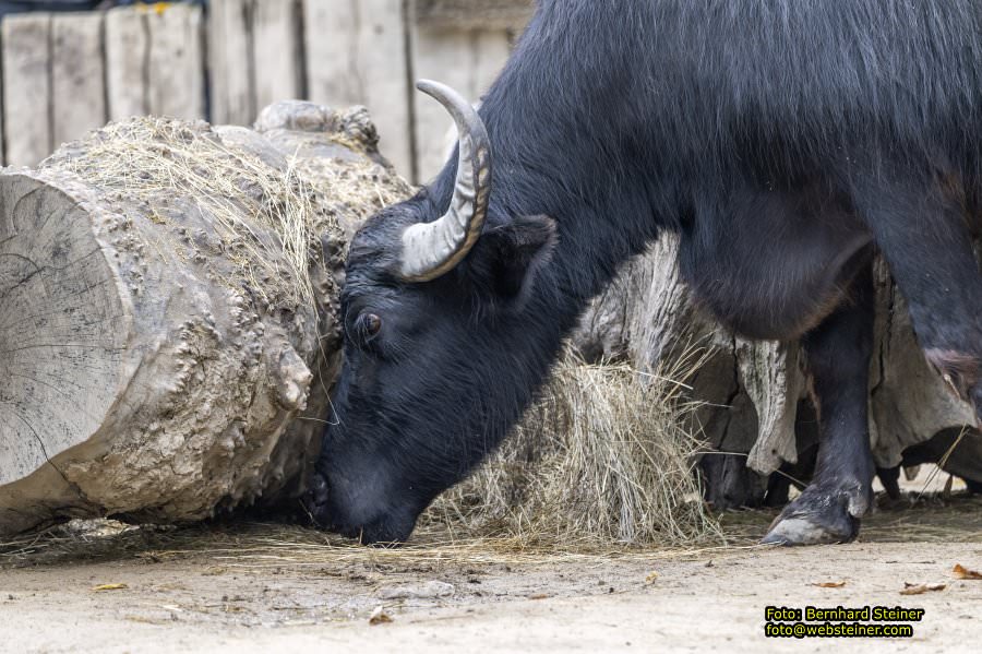 Zoo Vienna - Tiergarten Sch�nbrunn, Oktober 2022