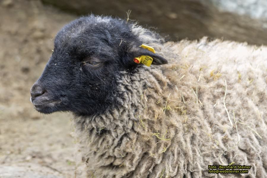 Zoo Vienna - Tiergarten Sch�nbrunn, Oktober 2022