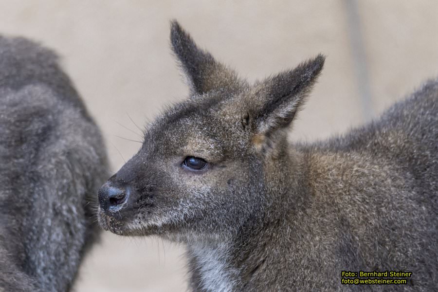 Zoo Vienna - Tiergarten Sch�nbrunn, Oktober 2022