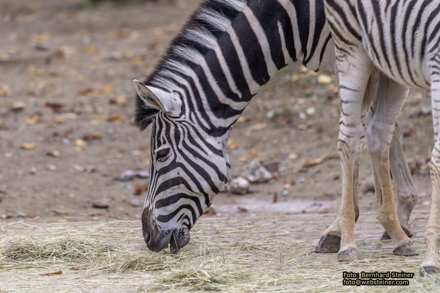 Zoo Vienna - Tiergarten Sch�nbrunn, Oktober 2022
