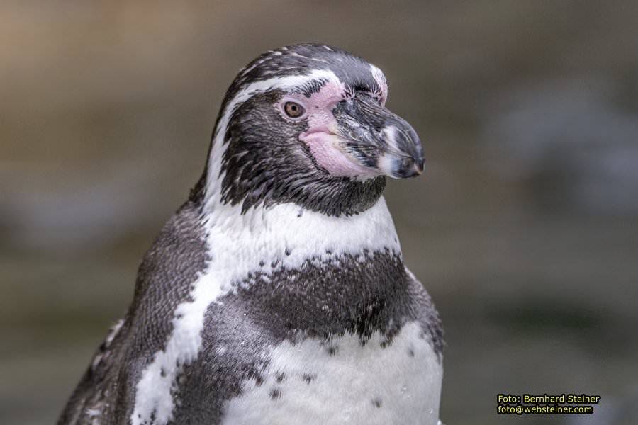 Zoo Vienna - Tiergarten Sch�nbrunn, Oktober 2022