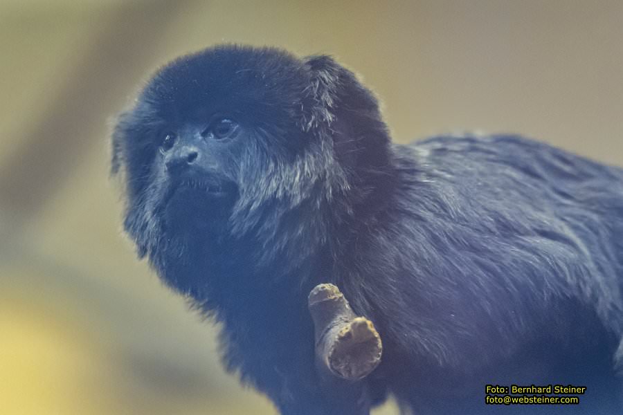 Zoo Vienna - Tiergarten Sch�nbrunn, Oktober 2022