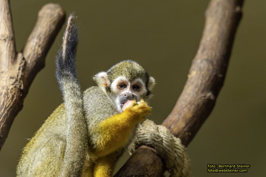 Zoo Vienna - Tiergarten Sch�nbrunn, Oktober 2022