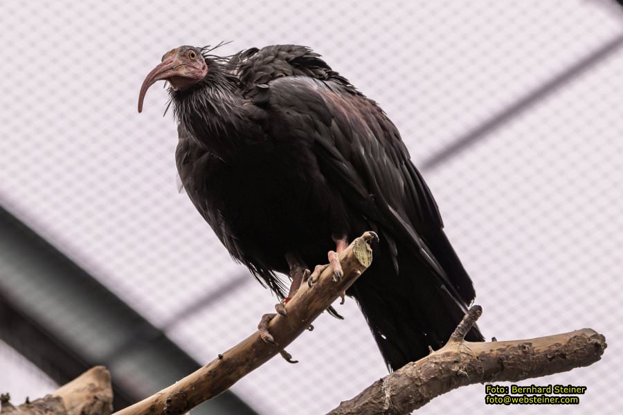 Zoo Vienna - Tiergarten Sch�nbrunn, Oktober 2022