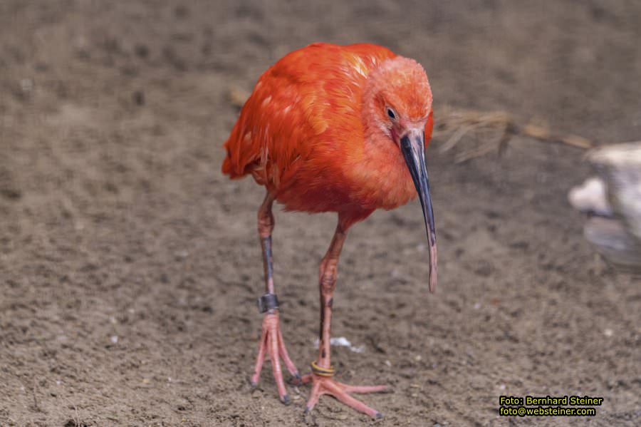 Zoo Vienna - Tiergarten Sch�nbrunn, Oktober 2022