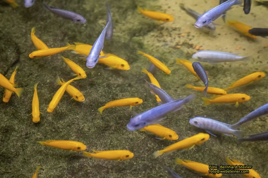 Zoo Vienna - Tiergarten Sch�nbrunn, Oktober 2022