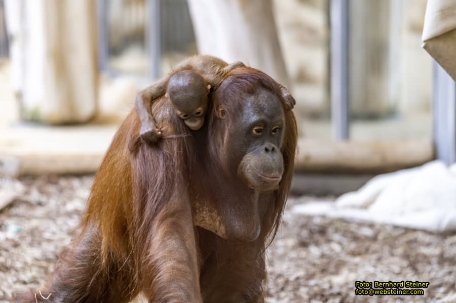 Zoo Vienna - Tiergarten Sch�nbrunn, Oktober 2022