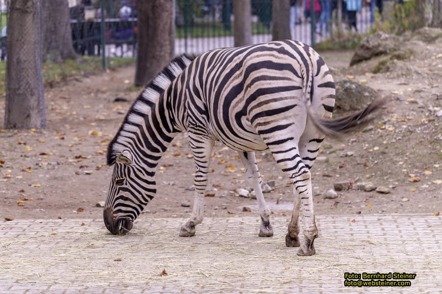 Zoo Vienna - Tiergarten Sch�nbrunn, Oktober 2022