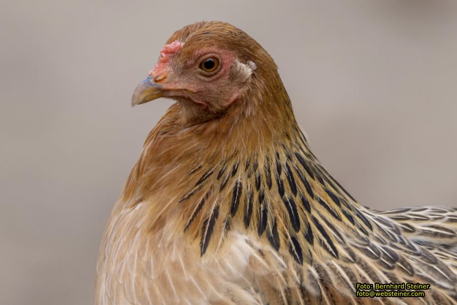 Zoo Vienna - Tiergarten Sch�nbrunn, Oktober 2022