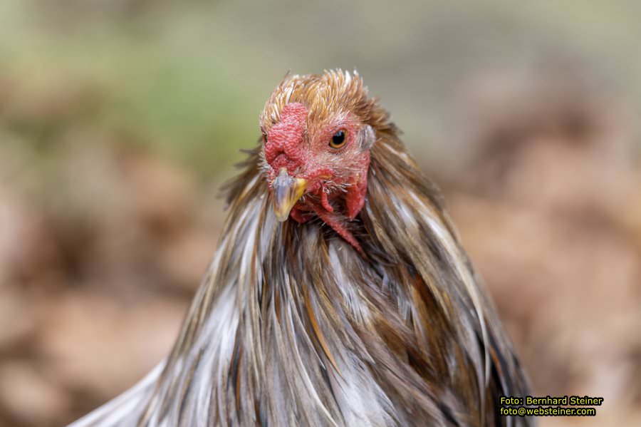 Zoo Vienna - Tiergarten Sch�nbrunn, Oktober 2022