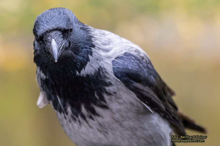 Zoo Vienna - Tiergarten Sch�nbrunn, Oktober 2022