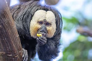 Projekt: Zoo Vienna - Tiergarten Sch�nbrunn, Oktober 2023